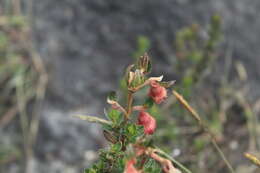 Image de Brachyotum strigosum (L. fil.) Triana