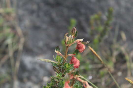 صورة Brachyotum strigosum (L. fil.) Triana