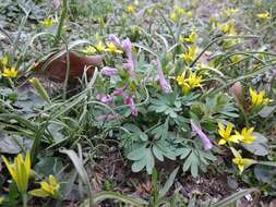 Image de Corydalis tarkiensis Prokh.