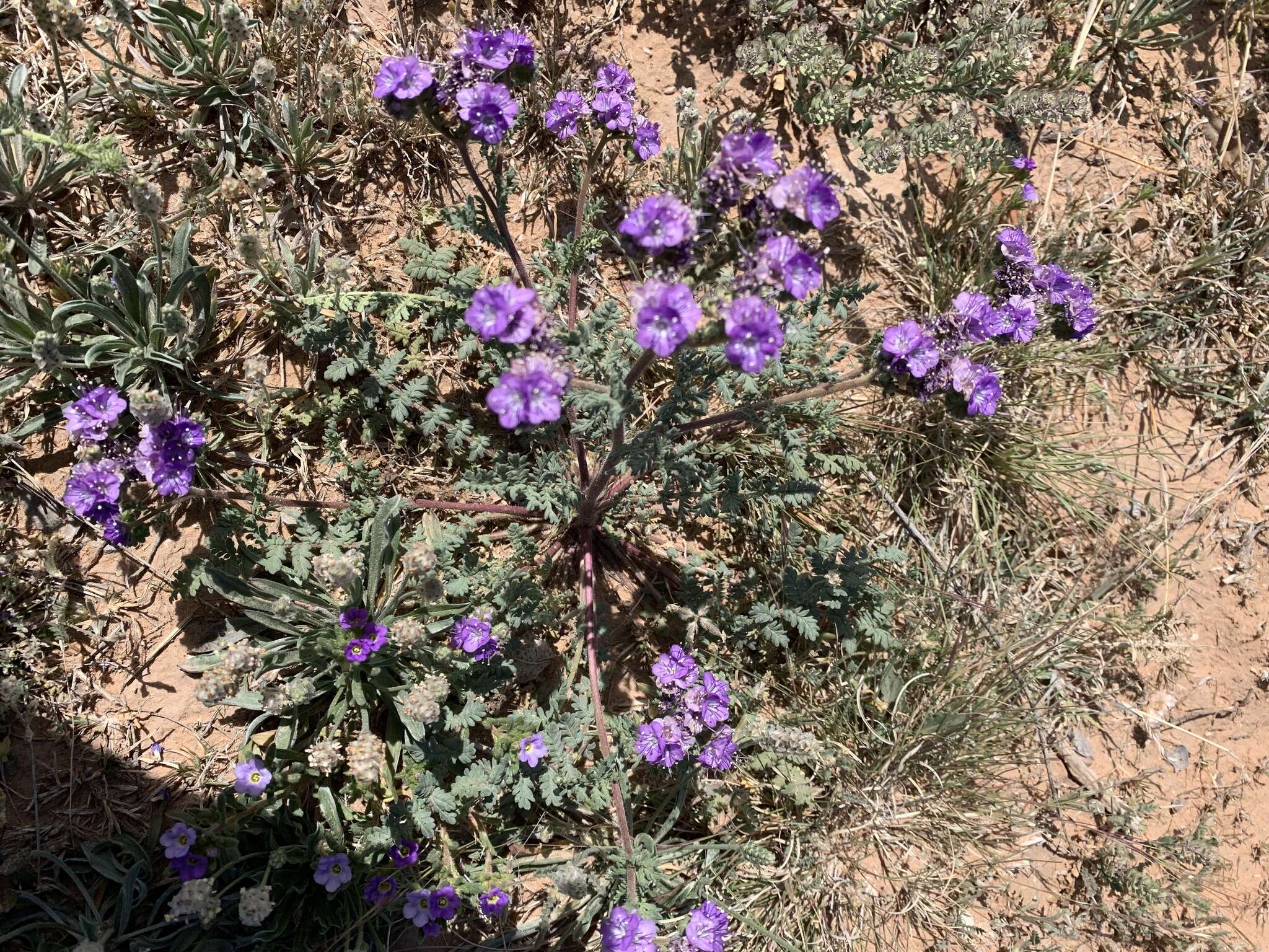 Image of Pope's phacelia