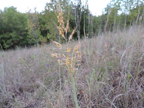 Imagem de Sorghastrum nutans (L.) Nash