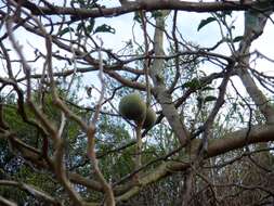 Image of Solanum lycocarpum A. St.-Hil.