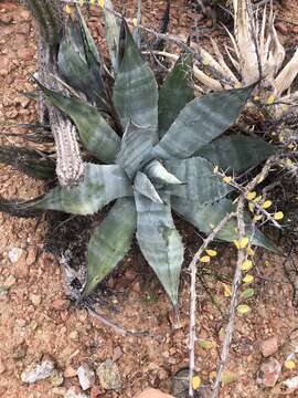 Image of Agave azurea R. H. Webb & G. D. Starr