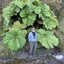 Image of Gunnera magnifica St. John