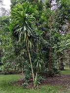 Image of Cordyline obtecta (Graham) Baker