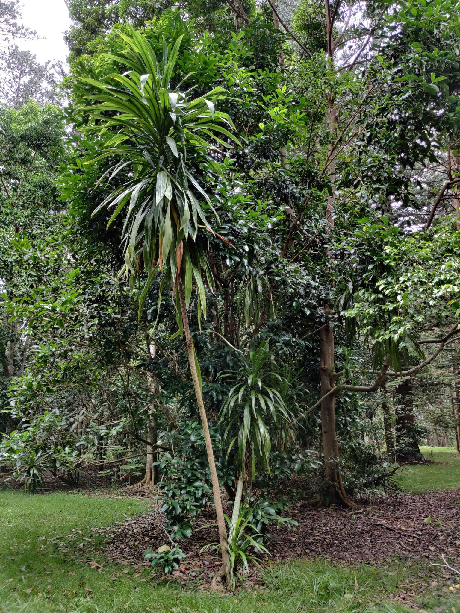 Image of Cordyline obtecta (Graham) Baker