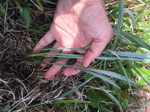 Image de Pityopsis graminifolia (Michx.) Nutt.