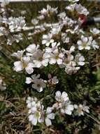 Image de Gypsophila tenuifolia M. Bieb.