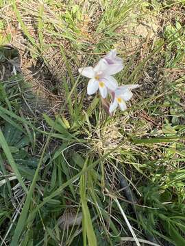 Image of Freesia sparrmanii (Thunb.) N. E. Br.