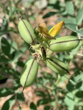 Crotalaria damarensis Engl. resmi