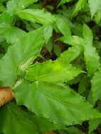 Image of Begonia catharinensis Brade