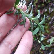 Image of Draba steyermarkii Al-Shehbaz