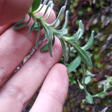 Image of Draba steyermarkii Al-Shehbaz