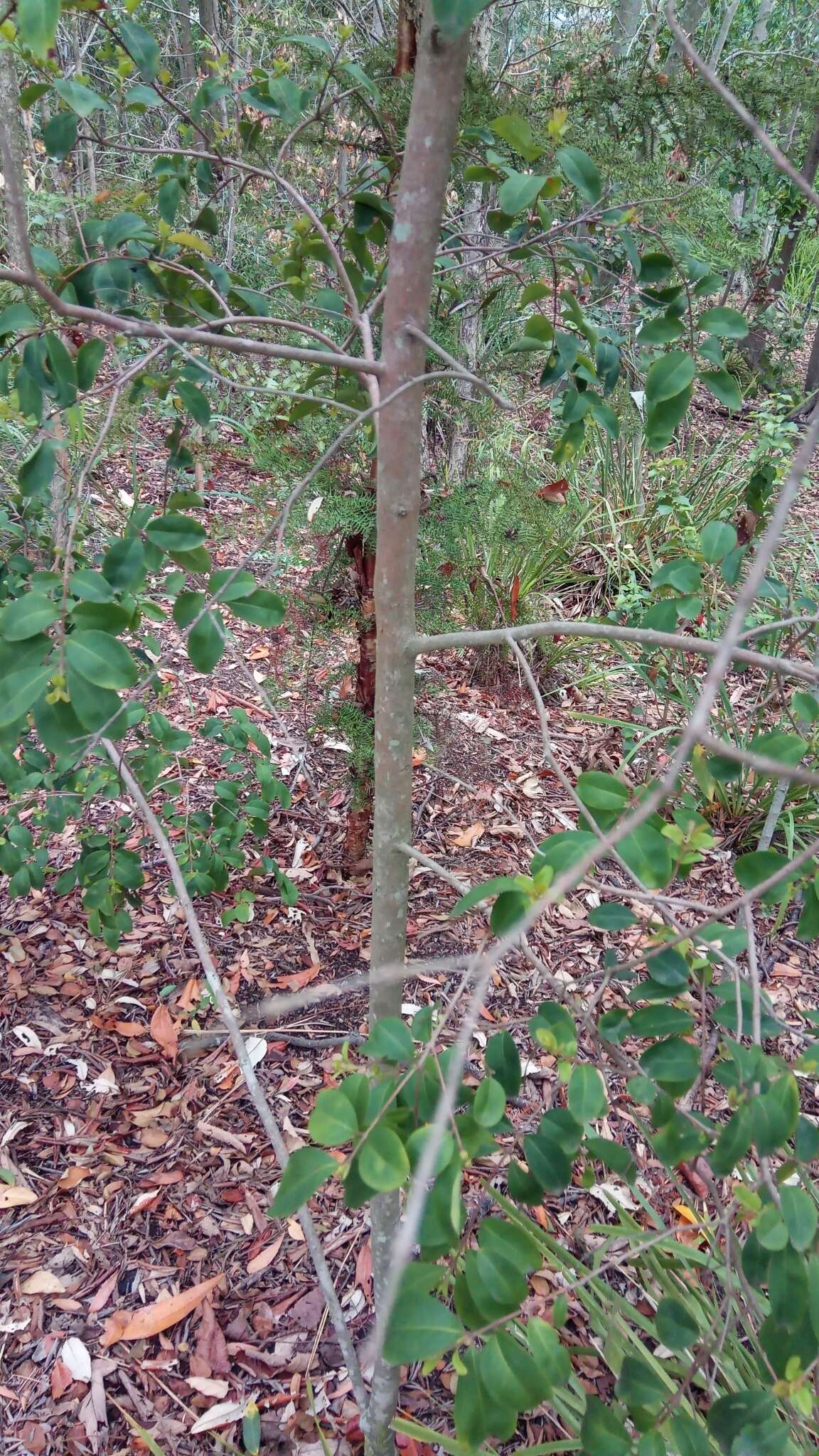 Image of Pilidiostigma rhytisperma (F. Müll.) Burret