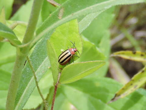 Image of Disonycha leptolineata Blatchley 1917