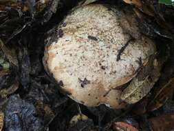 Image de Butyriboletus persolidus D. Arora & J. L. Frank 2014