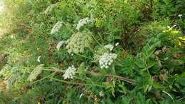 Image of Henderson's angelica