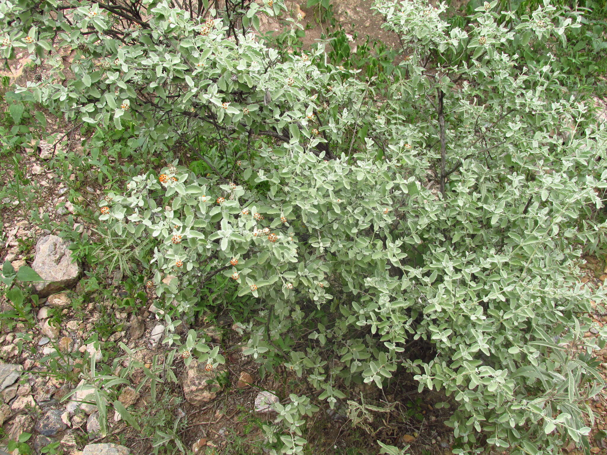 Image de Buddleja marrubiifolia Benth.