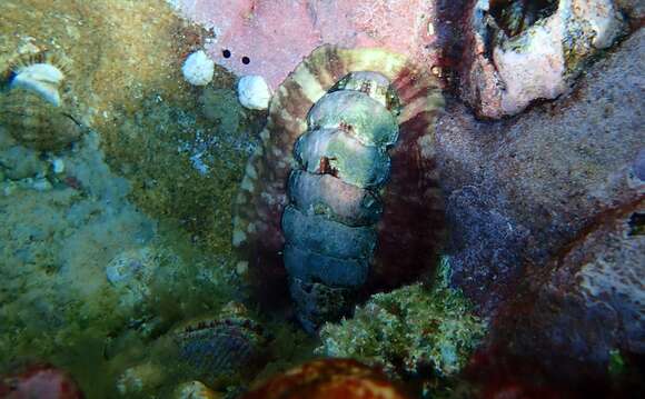 Imagem de Onithochiton quercinus (Gould 1846)