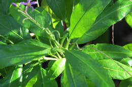 Image of Bahama Nightshade