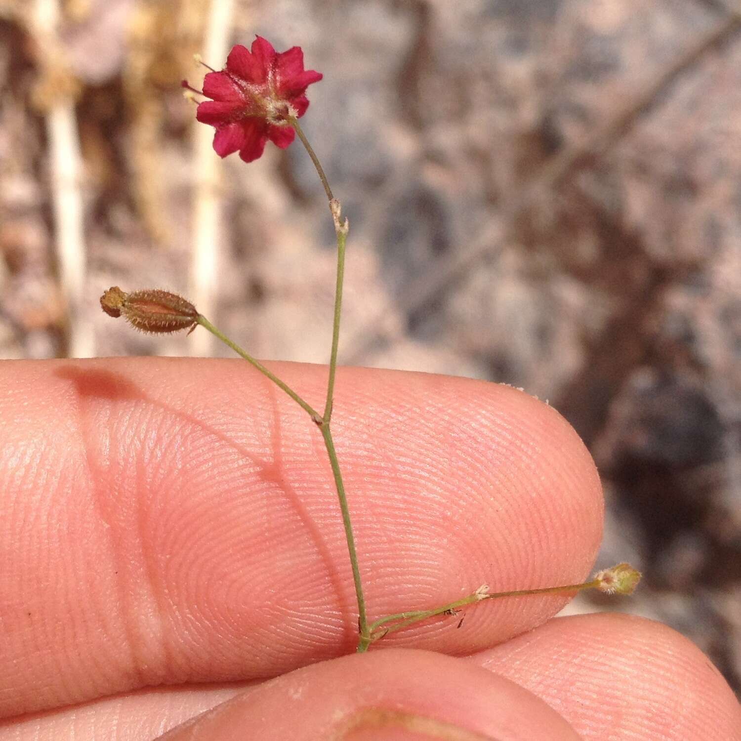 Imagem de Boerhavia gracillima Heimerl