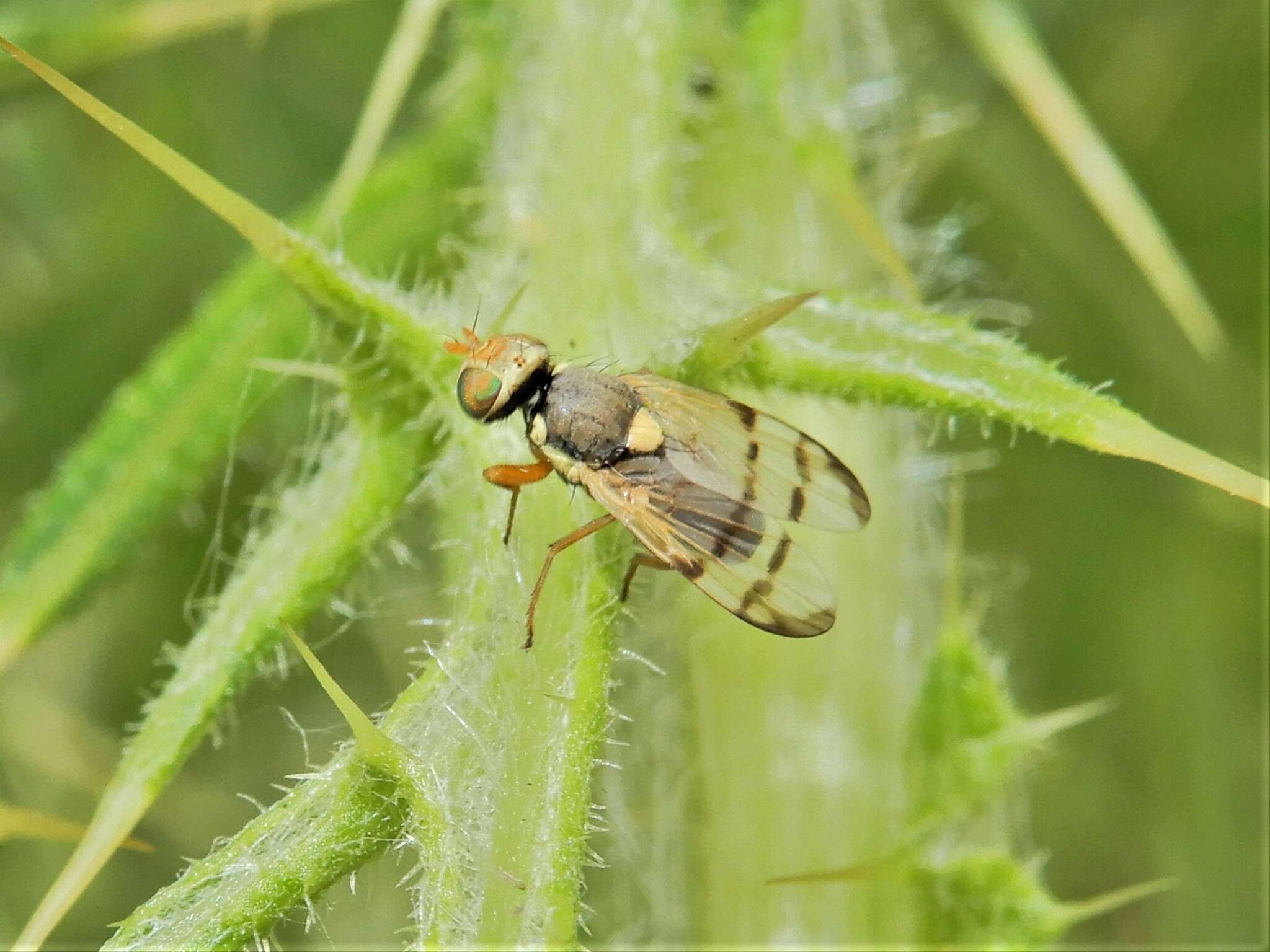 Image of Urophora stylata (Fabricius 1775)