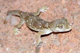 Image of Northern Elegant Gecko