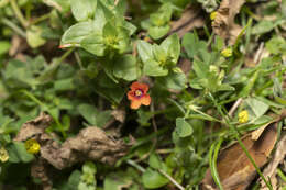 Image of Scarlet pimpernel