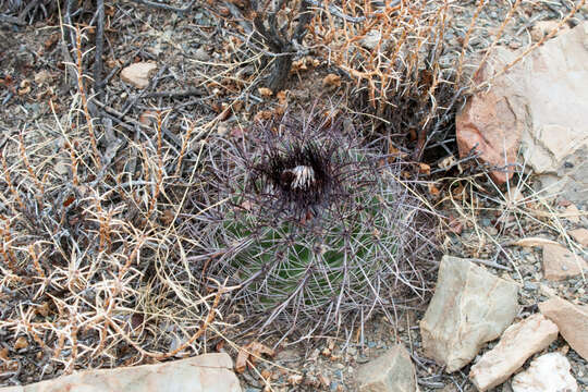 Image of Parodia maassii (Heese) A. Berger