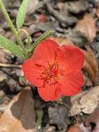 صورة Hibiscus rhodanthus Gürke ex Schinz