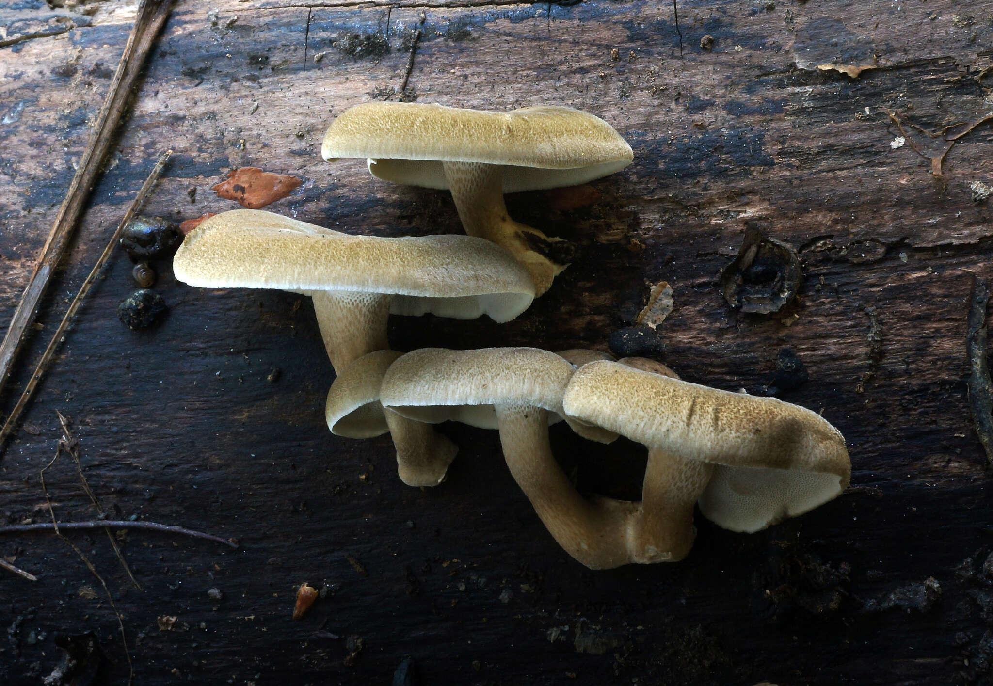 Image of Lentinus brumalis (Pers.) Zmitr. 2010