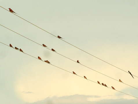 Image of Southern Carmine Bee-eater