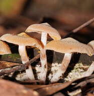 Imagem de Inocybe austrofibrillosa Grgur. 2002