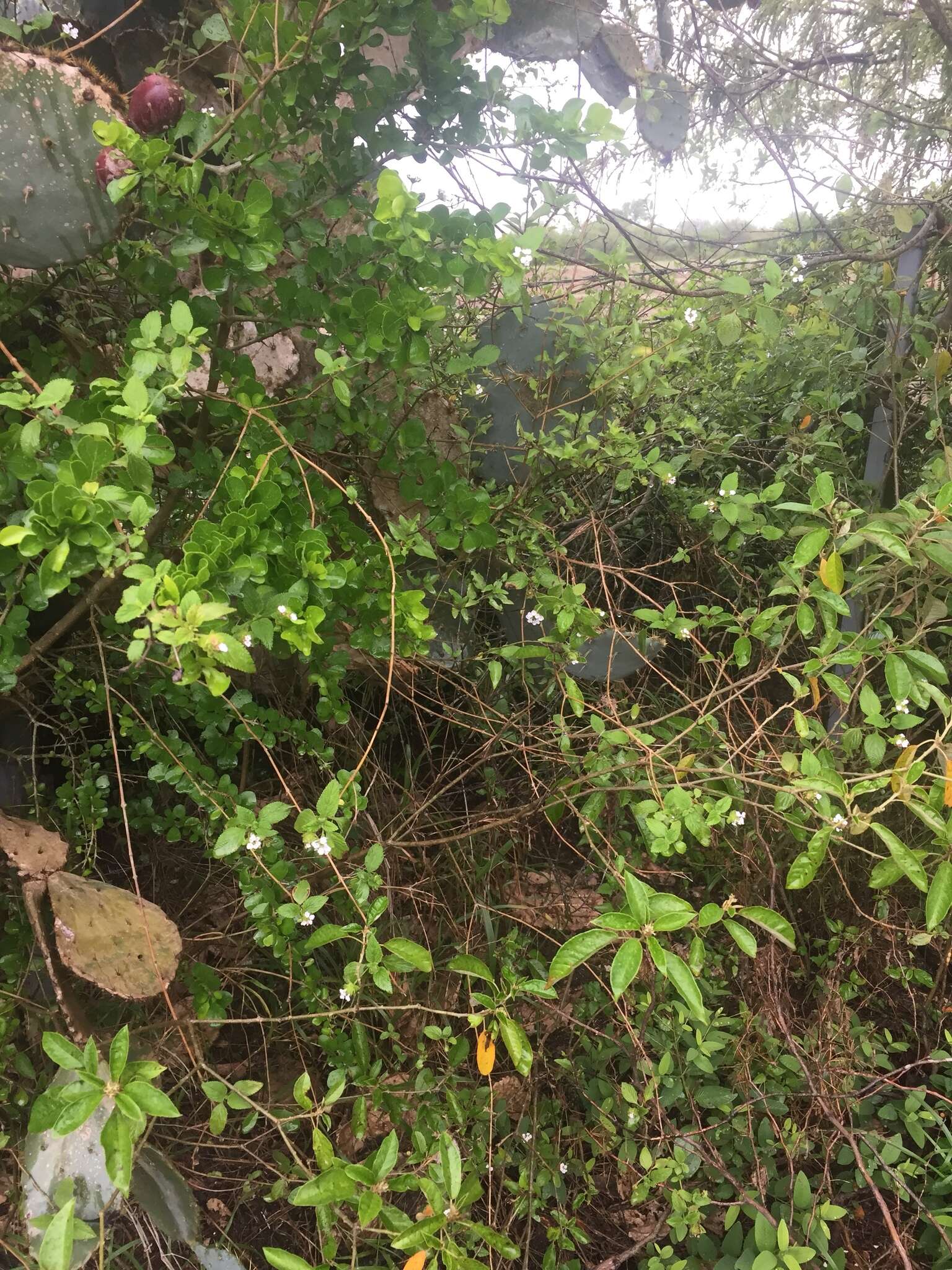 Image of velvet shrubverbena