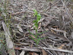 Image of Mallee leafy greenhood