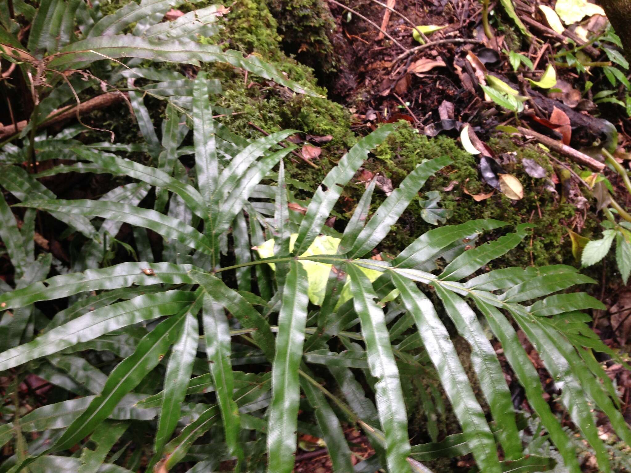 Plancia ëd Pteris umbrosa R. Br.