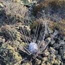 Image of Dudleya anthonyi Rose ex Britton & Rose