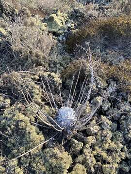 Image of Dudleya anthonyi Rose ex Britton & Rose