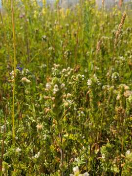 Imagem de Euphrasia hirtella Jordan ex Reuter