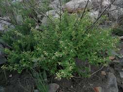 Слика од Lippia javanica (Burm. fil.) Spreng.