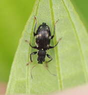 Image of Polydrusus (Polydrusus) picus (Fabricius 1792)