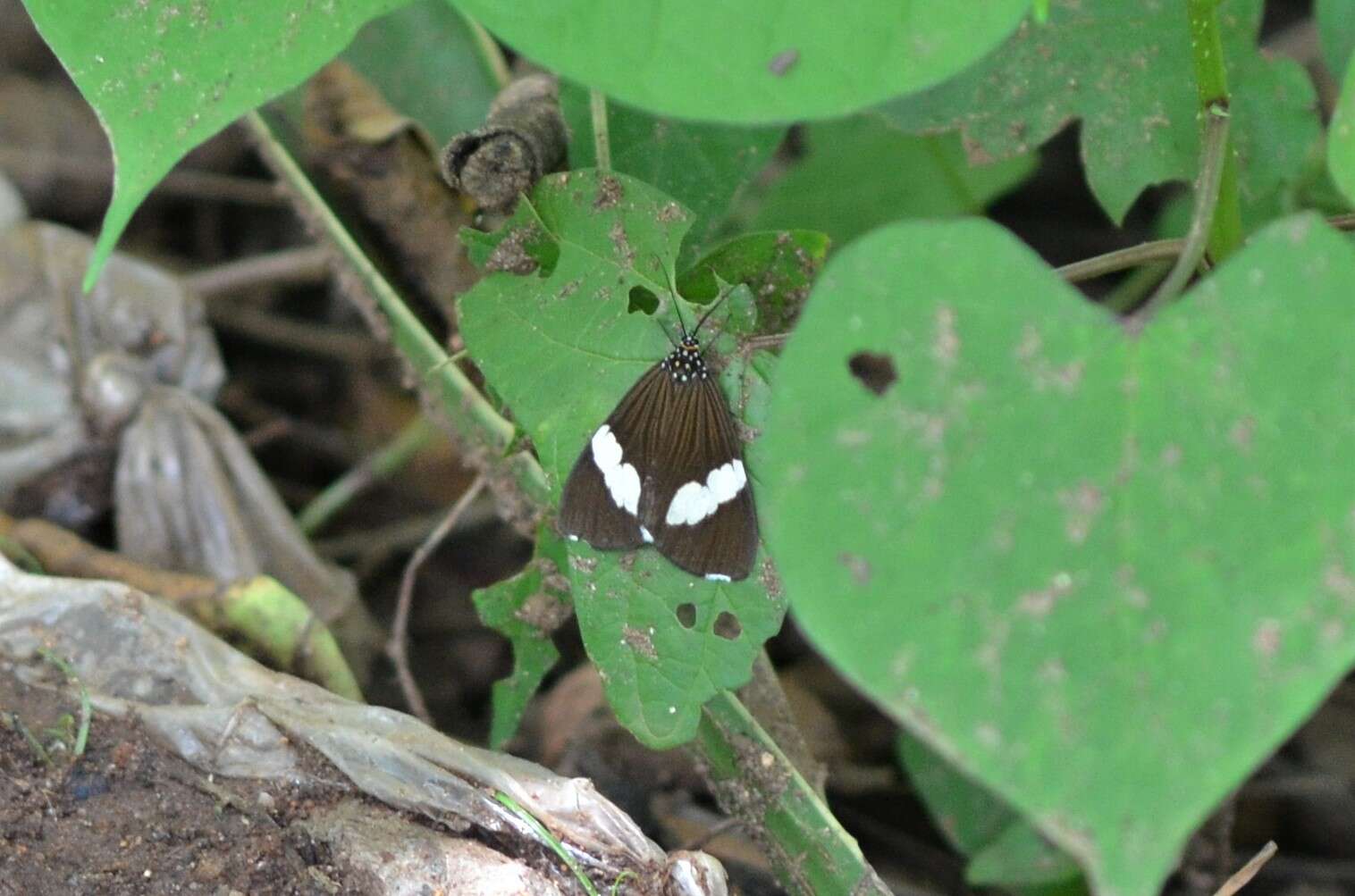 Imagem de <i>Chiromachla leuconoe</i>