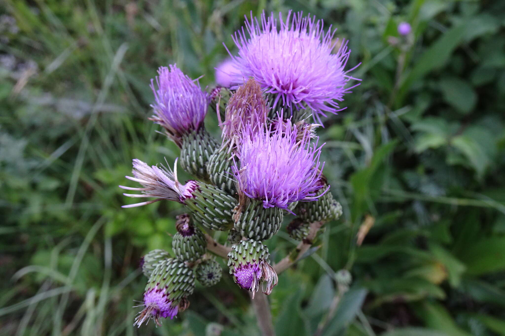 Imagem de Cirsium monspessulanum (L.) Hill