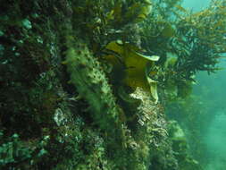 Image of Brown Sea Cucumber