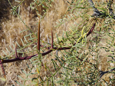 صورة Prosopis alpataco Phil.