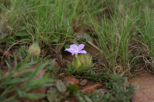 Plancia ëd Barleria macrostegia Nees