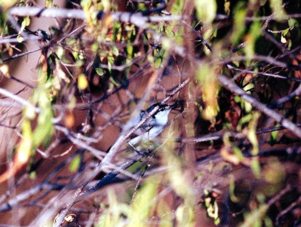 Image of White-lored Gnatcatcher