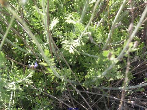 Image of Lavandula multifida L.