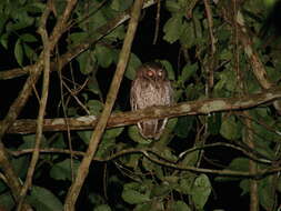 Image of Guatemalan Screech-owl