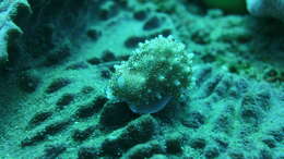 Image of Costellate egg cowrie